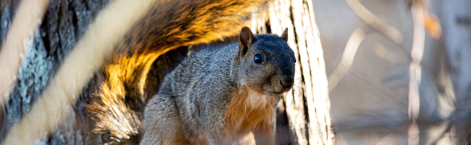 Squirrel Hunting Survey Reports Kentucky Department of Fish & Wildlife